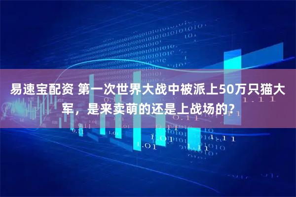 易速宝配资 第一次世界大战中被派上50万只猫大军，是来卖萌的还是上战场的？